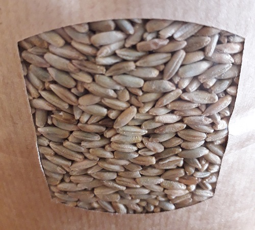 BIO semená na klíčenie a mikrozeleninu Raž 1 kg